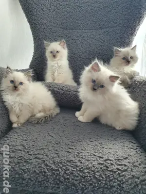 Reinrassige Ragdoll Kitten 