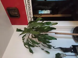 Einer Frau biete ich eine Wohnmöglichkeit an. Bild 6