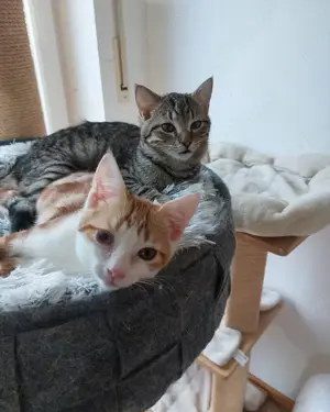 Beste Kumpels suchen Zuhause mit gesicherten Freigang # Tierschutz  Bild 3