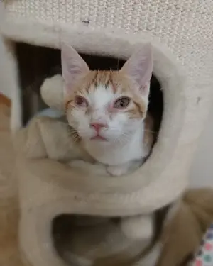 Beste Kumpels suchen Zuhause mit gesicherten Freigang # Tierschutz  Bild 5