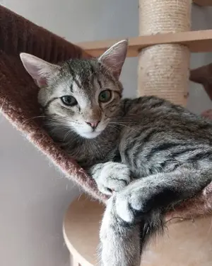 Beste Kumpels suchen Zuhause mit gesicherten Freigang # Tierschutz  Bild 6