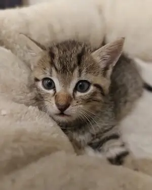 Beste Kumpels suchen Zuhause mit gesicherten Freigang # Tierschutz  Bild 2