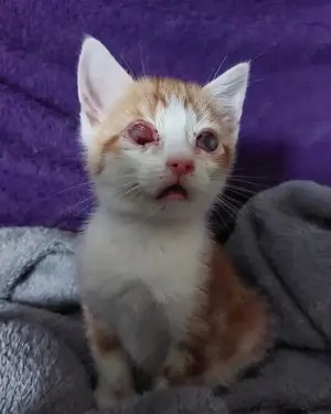 Beste Kumpels suchen Zuhause mit gesicherten Freigang # Tierschutz  Bild 4