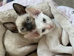 Bezaubernde Cornish Rex Kitten mit Papieren 