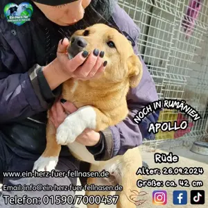 Huhu, ich bin Welpenbub Apollo und suche ein Körbchen
