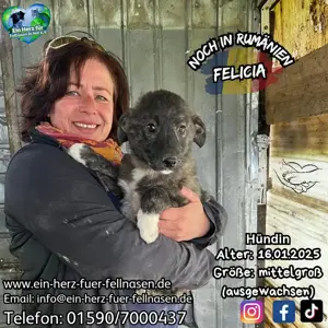 Felicia ist neu im Tierheim