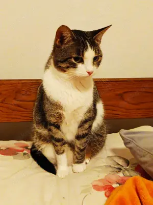 Hübsche Tia sucht ein liebes Zuhause
