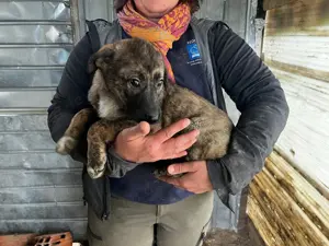 Welpenmädl Fanny sucht Zuhause  Bild 2