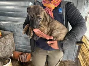 Welpenmädl Fanny sucht Zuhause  Bild 8