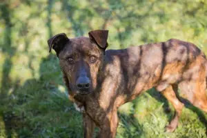 *LEHMANN* Der Rüde ist sehr lieb und brav, freundlich und neugierig, und er ist leinenführig