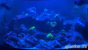 Lebendgestein günstig abzugeben! (Meerwasser-Aquarium)