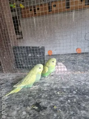 Nest junge Sittiche 