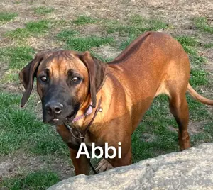  Rhodesian Ridgeback 2 H mit papiren DNA test geneisch gesund