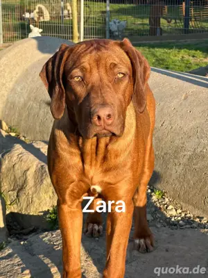 Rhodesian Ridgeback 2 H 7 Monate  Sozialisiert