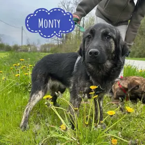 Monty, wunderhübscher junger Mischlings Rüde
