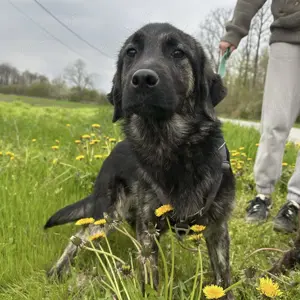 Monty, wunderhübscher junger Mischlings Rüde Bild 4