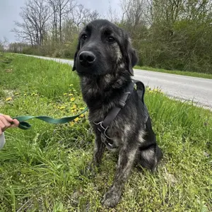 Monty, wunderhübscher junger Mischlings Rüde Bild 3