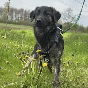 Monty, wunderhübscher junger Mischlings Rüde Bild 5