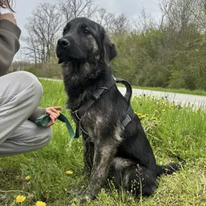 Monty, wunderhübscher junger Mischlings Rüde Bild 2