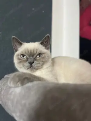 Wunderschöne BKH Kitten