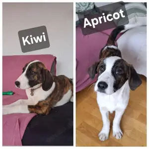 Posavski Gonic Mix Rüde 60cm 25kg 1J Ausreise nach Adoption Bild 3