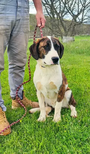 Posavski Gonic Mix Rüde 60cm 25kg 1J Ausreise nach Adoption Bild 2