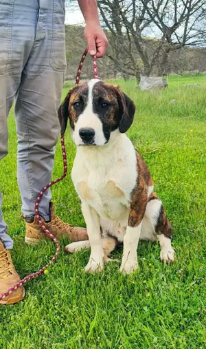 Posavski Gonic Mix Rüde 60cm 25kg 1J Ausreise nach Adoption Bild 4