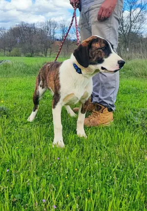 Posavski Gonic Mix Rüde 60cm 25kg 1J Ausreise nach Adoption Bild 6