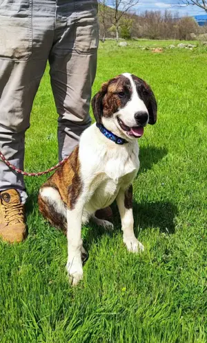 Posavski Gonic Mix Rüde 60cm 25kg 1J Ausreise nach Adoption Bild 5