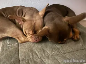 Französische Bulldoggen Geschwister  Bild 2