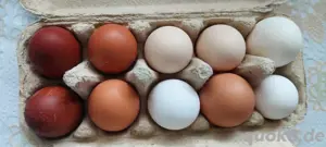 Bruteier von verschiedenen rassen 