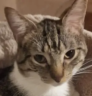 Kleiner Kater sucht Zuhause