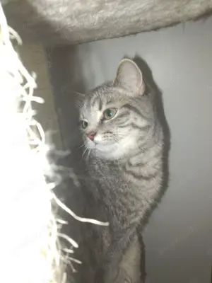 Katzen Kitten BKH