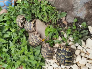 Griechische Landschildkröten 