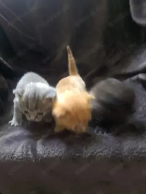 Kitten BKH ab Juni 2025