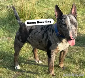 Minature bullterrier Deckrüde 