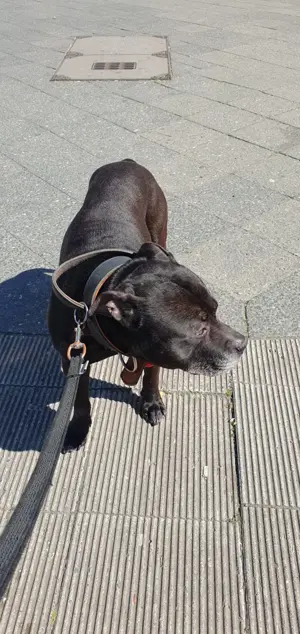 Amerikanischer Pit Bull 