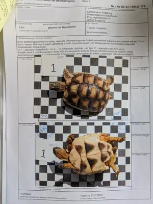 Nachzuchten Breitrandschildkröten Testudo Marginata 2017 Bild 7