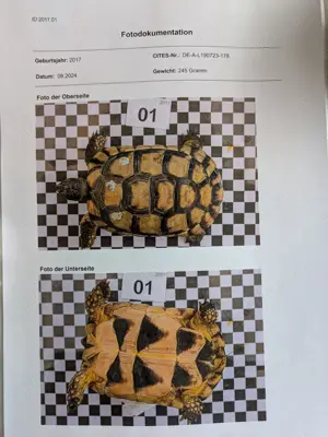 Nachzuchten Breitrandschildkröten Testudo Marginata 2017 Bild 8
