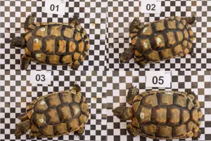 Nachzuchten Breitrandschildkröten Testudo Marginata 2017 Bild 5