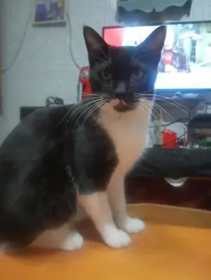 Geselliger Liko (ALO)