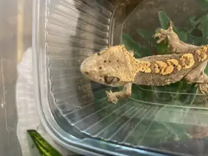 Kronengecko Nachzucht Dez. 2024  männlich (2R)