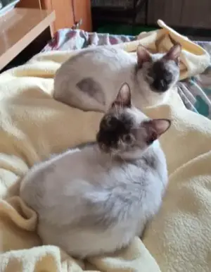 Siamschwestern Flockie und Suki (ALO) Bild 2
