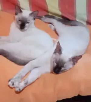 Siamschwestern Flockie und Suki (ALO)