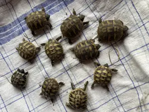 Griechische Landschildkröten Nachzuchten aus Hobbyzucht