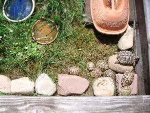 Griechische Landschildkröten aus 2024