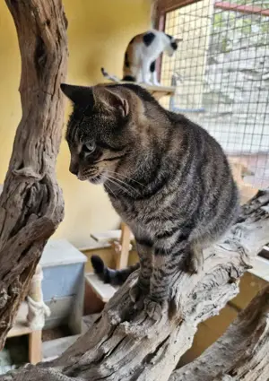 Freundlicher Tigerbub Gerry (ALM)
