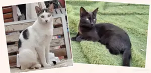 Freunde Aslan und Zeli (ALO)