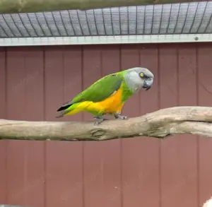 Mohrenkopf papageien 