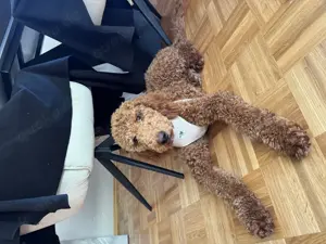 Grosspudel  Königspudel Männchen